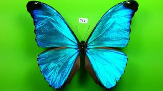 Morphidae Morpho Absoloni Male From Peru Mounted 714