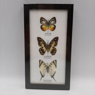 3 Real Butterfly Taxidermy Insect In Frame Entomology Gift Collectible Decorate