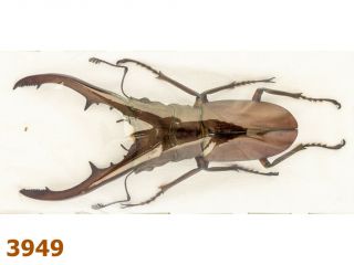 Lucanidae: Cyclommatus Metallifer Butonensis A1,  59 Mm,  1 Pc
