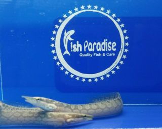 4 - 5 " Tire Track Zig Zag Eels (mastacembelus Armatus) Live Tropical Fish Healthy.