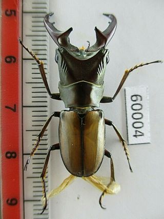 60004 Lucanidae: Cyclommatus Sp.  New?.  Vietnam C.  Kontum
