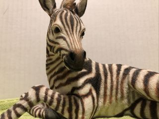 Ra Country Artist For The Disceming,  Zebra hand painted handcrafted sculptures 3