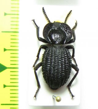 Tenebrionidae,  Diastoleus Collaris,  Chile