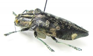 Buprestidae,  Polybothris Sp. ,  Madagascar