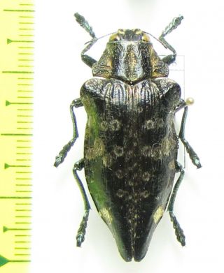 Buprestidae,  Polybothris sp. ,  Madagascar 2
