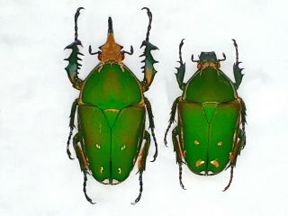 Mecynorrhina Torquata Pair Huge 77mm,  /57mm,  Green Cetonidae Cameroon