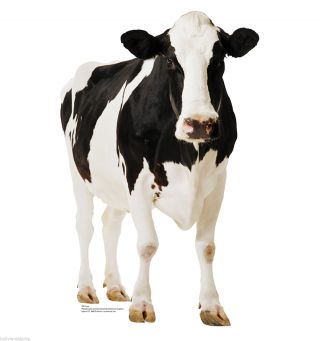 Dairy Farm Milk Holstein Cow Lifesize Cardboard Standup Standee Cutout Poster