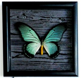 Papilio Zalmoxis In Frame Of Real Wood