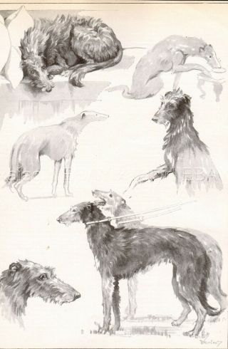 Dog Scottish Deerhound Dogs Sketched Views,  Art Print 1930s