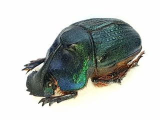 Megaphanaeus Ensifer Female Huge 42mm,  Scarabaeidae Brazil