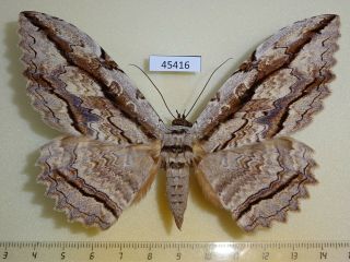 45416p Noctuidae Thysania Zenobia Dominicana