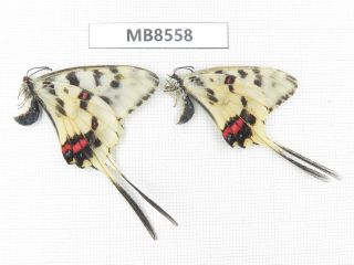 Butterfly.  Sericinus Montelus Ssp.  S Of Henan,  Xinyang.  2m.  Mb8558.