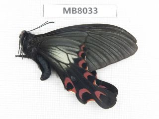 Butterfly.  Papilio Elwesi.  W Sichuan,  Ganzi Area,  Mt.  Gonggashan.  1m.  Mb8033.