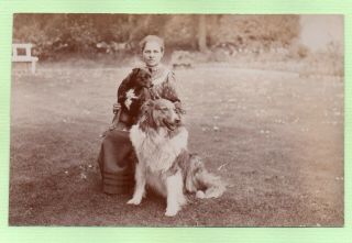 Rough Collie Staffordshire Bull Terrier Dog Edwardian Lady Chapman Rp Postcard