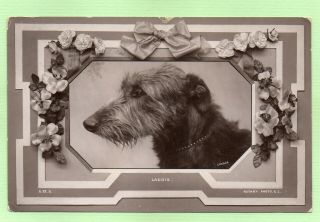 Scottish Deerhound Dog Antique 1914 Photo Rppc Postcard