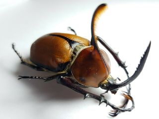 Scarabaeidae,  Dynastinae Golofa Aegeon Peru Big Pair