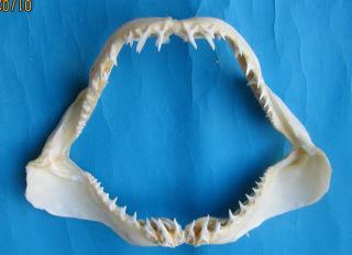 9 1/4 " Mako Shortfin Shark Jaw Mouth Taxidermy Scientific Study Sd - 638