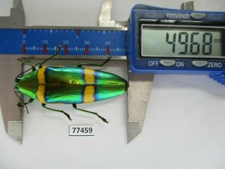77459 Buprestidae,  Chrysochroa Viridisplendens.  Vietnam South.  49mm