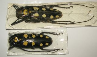 Batocera Roylei Male 66mm Female 50mm (cerambycidae)