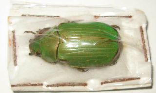 Chrysina Rutelidedundeei Female (rutelidae)