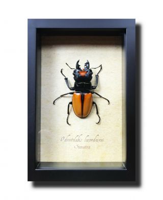 Big Orange Stag Beetle Odontolabis Lacordairei Real Framed Insect Art