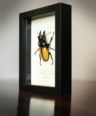 Big Orange Stag Beetle Odontolabis lacordairei Real Framed Insect Art 2