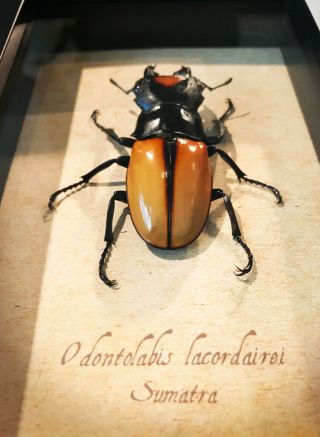 Big Orange Stag Beetle Odontolabis lacordairei Real Framed Insect Art 3
