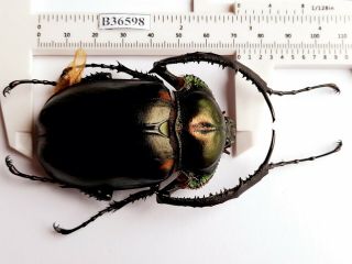 B36598 - Dynastidae: Cheirotonus Jansoni Ps.  Beetles Cao Bang Vietnam 72mm
