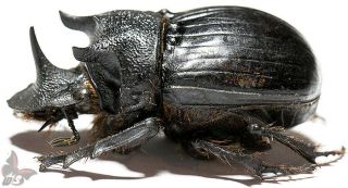 Heliocopris Minos,  Male,  From Tanzania,  Unmounted Beetle