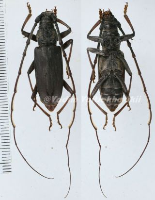 Hoplocerambyx Sp.  - Cerambycidae From Alor Island,  Indonesia