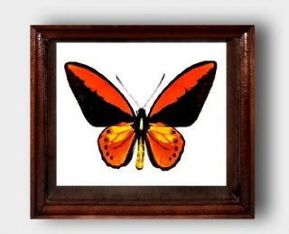 Ornithoptera Croesus Male In The Frame Of Expensive Breed Of Real Wood