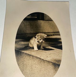 Rare Antique American Adorable Pet Kitten,  Cute Cat Real Photo Postcard Rppc