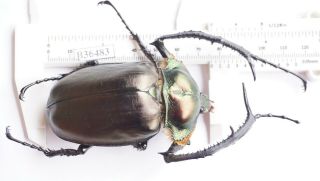 B36483 - Dynastidae: Cheirotonus Jansoni Ps.  Beetles Cao Bang Vietnam 76mm A -
