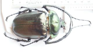 B36478 - Dynastidae: Cheirotonus Jansoni Ps.  Beetles Cao Bang Vietnam 75mm