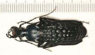 Carabidae Carabus Coptolabrus Apotomopterus Guangxi (6)