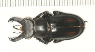 Lucanidae Lucanus Parryi F.  Black Zhejiang
