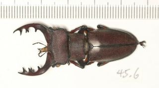Lucanidae Lucanus Kirchneri Fujian 45.  6mm