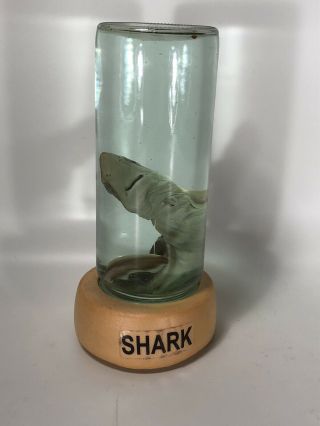 Collectible Real Baby Shark In A Bottle Preserved Taxidermy Item Ocean Salt Fish