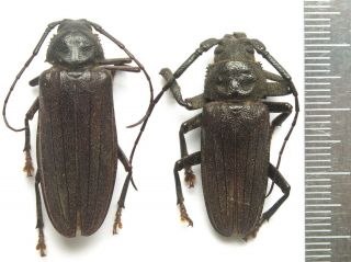 Cerambycidae.  Prioninae.  Hovatoma Bothridera.  Pair.  Madagascar.  With Gps Date.