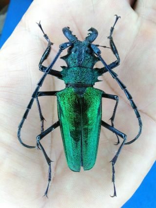 Coleoptera Psalidognathus Superbus Male 53mm From Peru