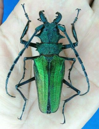 Coleoptera Psalidognathus Superbus Male 55mm From Peru