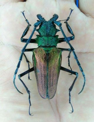 Coleoptera Psalidognathus Superbus Male 50mm From Peru