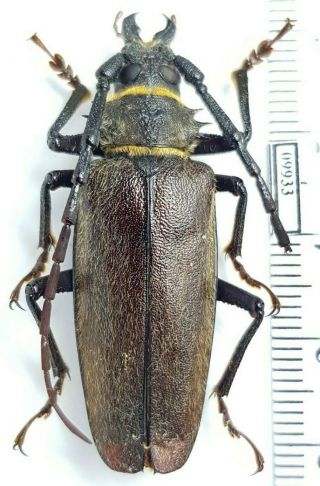 Cerambycidae Prioninae Derobrachus Sp.  Panama