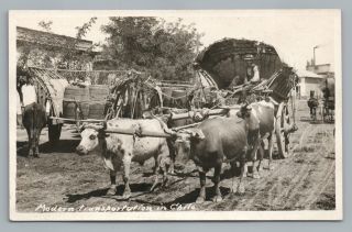 “modern Transport” Chile Antique Rppc Ox Cart Photo Foto—rare Cows Farm 1910s
