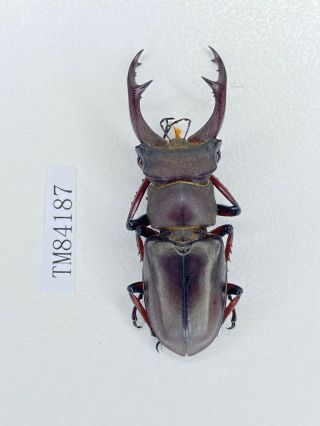 Tm84187 Lucanidae Lucanus Brivioi 48mm Fujian