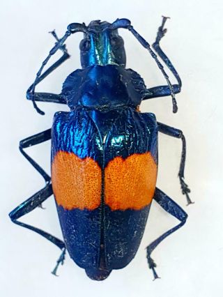 Charmallaspis Pulcherrima Female Huge Xxl 31mm,  Cerambycidae Peru