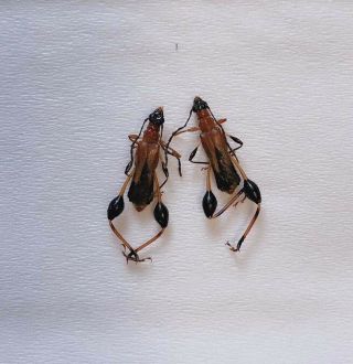 Cerambycidae Sp From Jinxiu Guangxi 11062