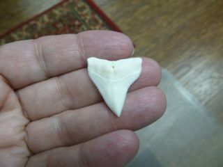 S929 - 3) Rare Xl 1 - 3/16 " Modern Bull Shark Sharks Tooth Wired Pendant Necklace