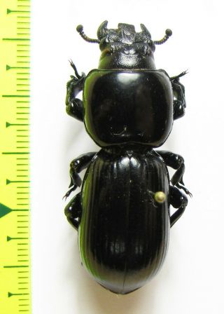 Tenebrionidae,  Passalocharis Sp. ,  Tanzania