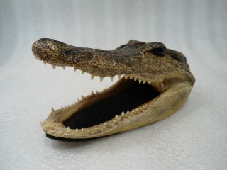 Alligator Head 6 " Skull Taxidermy Real Teeth Jaw Reptile Swamp Gator